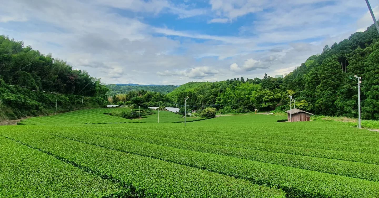 Planta Camellia Sinensis